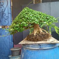 Gambar bonsai SANCANG kelas kontes jadi dari TURNIP'S UYEAAAAAAAH undefined 3 Tokopedia