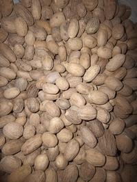 Gambar biji pala lonjong 1 kg dari Haloho Jaya Lestari undefined 4 Tokopedia