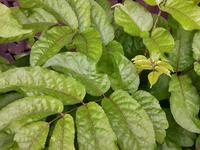 Gambar Daun Lalab Herbal Cakra Cikri Segar Petik Langsung per 1 Daun dari Kang Gege undefined 4 Tokopedia