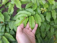 Gambar Daun Lalab Herbal Cakra Cikri Segar Petik Langsung per 1 Daun dari Kang Gege undefined 1 Tokopedia