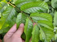 Gambar Daun Lalab Herbal Cakra Cikri Segar Petik Langsung per 1 Daun dari Kang Gege undefined 5 Tokopedia