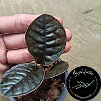 Gambar Labisia Sp Borneo "Dark Leaf" - Tanaman Paludarium Terrarium Jungleplant dari JayaQuaticWaterEcosystem undefined 3 Tokopedia