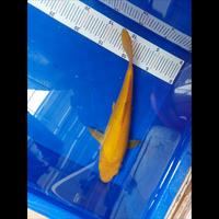 Gambar Ikan Koi Karasi Lemon 25 cm - Lemon 1 dari 27 Supply undefined 3 Tokopedia