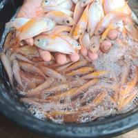 Gambar bibit nila bangkok monosex 1kg dari HADDIE FISH undefined 1 Tokopedia