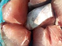 Gambar Ikan potong manyung/baung laut tangkapan nelayan lokal per 500gr dari Lapak-ikan@MasNanang undefined 2 Tokopedia