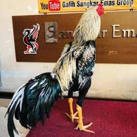 Gambar MURAH! TELUR AYAM BANGKOK BIRMA FERTIL ASLI UNTUK DITETASKAN - BIRMA dari rajab-store undefined 1 Tokopedia