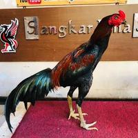 Gambar MURAH! TELUR AYAM BANGKOK BIRMA FERTIL ASLI UNTUK DITETASKAN - BIRMA dari rajab-store undefined 2 Tokopedia