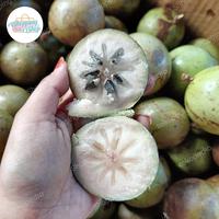 Gambar sawo bludru buah dari ShoppingShop.id undefined 1 Tokopedia
