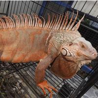 Gambar Iguana - Albino Iguana dari CahayaCarnivorousVFT undefined 1 Tokopedia