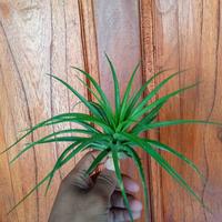 Gambar tanaman tillandsia bracyiocolus dari zye nursery undefined 3 Tokopedia