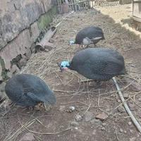 Gambar AYAM MUTIARA ASLI 3 EKOR 1 JANTAN 2 BETINA INDUKAN DEWASA dari TITOKO STORE undefined 1 Tokopedia