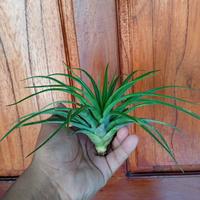 Gambar tanaman tillandsia bracyiocolus dari zye nursery undefined 1 Tokopedia