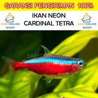 Gambar Ikan Hias Cardinal Tetra / Ikan Hias Neon Cardinal Tetra Aquascape - 50 Ekor dari Easyonlineshopp undefined 1 Tokopedia