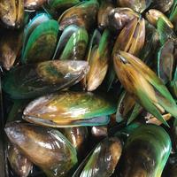 Gambar Kerang Hijau Hidup Fresh 1KG dari KJ_Seafood88 undefined 4 Tokopedia