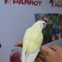 Gambar Burung Jinak Lovebird Sunkis orange Head jinak dari laskarparrot undefined 3 Tokopedia