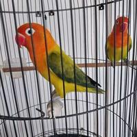 Gambar Burung Lovebird Prospek dari Makgora Betta undefined 1 Tokopedia