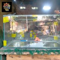 Gambar aquarium 60x30x30 dari Albe Aquatic undefined 1 Tokopedia