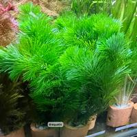 Gambar Cabomba Green | Kabomba hijau | Tanama Aquarium Aquascape dari Draquatic Karang Tengah undefined 2 Tokopedia