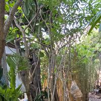 Gambar Pohon Tabebuya Ungu Tinggi 2 meter dari Little Bali Landscape undefined 3 Tokopedia