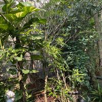 Gambar Pohon Tabebuya Ungu Tinggi 2 meter dari Little Bali Landscape undefined 4 Tokopedia