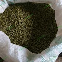 Gambar KACANG HIJAU SUPER TOGE 888 (SIOUCI) TAUGE Per Kg dari YuBean undefined 3 Tokopedia