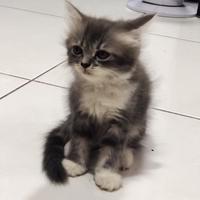 Gambar Lepas Adopsi Kucing Persia Kitten imut lucu murah dari apajadaaaa undefined 1 Tokopedia