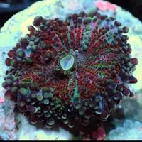 Gambar Jamur Yuma Multi Hiasan Aquarium Coral Laut dari GG Aquarium undefined 2 Tokopedia