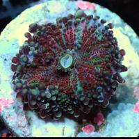 Gambar Jamur Yuma Multi Hiasan Aquarium Coral Laut dari GG Aquarium undefined 4 Tokopedia
