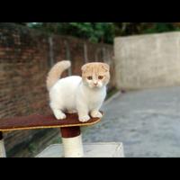 Gambar kucing munchkin gaelic fold jantan 6 bulan dari noe cat house undefined 1 Tokopedia