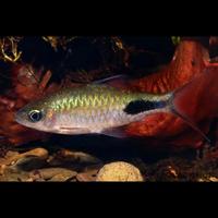 Gambar ikan hias air tawar Dawkinsia Rohani barb - Size 5-6cm dari Zeed aquatic undefined 1 Tokopedia