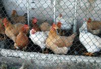 Gambar Jaring Ayam 4 Meter Jaring Pagar Ayam Jaring Pagar Tanaman - 1.2 mm dari Berkah Jaya Abadi24 undefined 3 Tokopedia