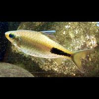 Gambar ikan hias air tawar Dawkinsia Rohani barb - Size 5-6cm dari Zeed aquatic undefined 2 Tokopedia