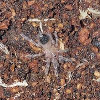 Gambar Voucher | Acanthoscurria Geniculata dari lobalaba id undefined 2 Tokopedia