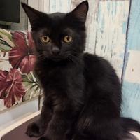 Gambar Lepas Adopsi Kucing Persia Kitten Hitam Solid cakepp murah dari apajadaaaa undefined 1 Tokopedia