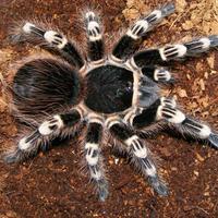 Gambar Voucher | Acanthoscurria Geniculata dari lobalaba id undefined 3 Tokopedia