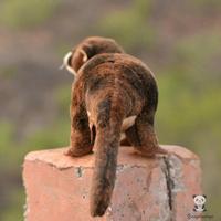 Gambar Bigsale Lovely Lutra Toy Real Life Plush Wild Otter Dolls Present So dari Gudang Suryaa undefined 4 Tokopedia
