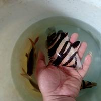 Gambar datz sumatraa dari Tom aquarium custom undefined 1 Tokopedia