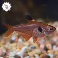 Gambar red phantom tetra dari Arsyila Aquatic undefined 1 Tokopedia
