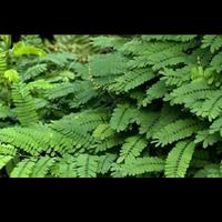 Gambar Daun Saga Segar | Daun Sogok Tunteng | Obat Batuk Sariawan Ampuh dari Pesona Bibit Unggul undefined 3 Tokopedia