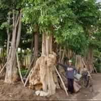 Gambar pohon pule/bonsai pule dari Boled landscape undefined 3 Tokopedia