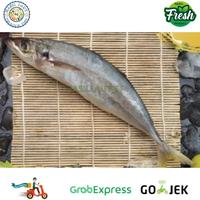 Gambar Ikan Kembung Layang Segar 1 Kg - 500 gram dari Hasil laut pasar serpong undefined 3 Tokopedia