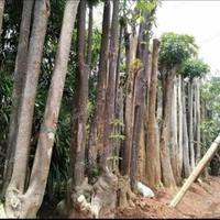 Gambar pohon pule/bonsai pule dari Boled landscape undefined 4 Tokopedia