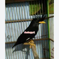 Gambar jalak thailand import super mewah sultan dari riashop-2 undefined 3 Tokopedia