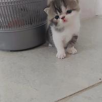 Gambar Kitten Munchkin Persia Flatnose dari Mai Shop24 undefined 2 Tokopedia