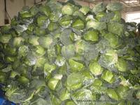Gambar Sayur Segar Kol Kubis HIJAU Green Beijing Cabbage 500 gr - 1 kg dari HasilSumberalaM undefined 5 Tokopedia