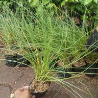 Gambar tanaman pohon ekor kuda hias dari antoflora undefined 2 Tokopedia