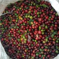 Gambar KOPI ROBUSTA BALI PUPUAN GRADE 1 GREEN BEAN dari Nagaya Kopi Bali undefined 3 Tokopedia