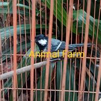 Gambar Burung Gelatik Batu Gacor sudah makan Pur dari Animal farm undefined 3 Tokopedia