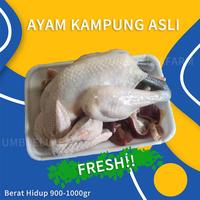 Gambar Ayam Kampung Asli Potong Segar Berat 900gr s/d 1000gr dari Umbrella Game Collection undefined 1 Tokopedia