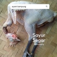Gambar Ayam Kampung per ekor dari Sayur Segar Palembang undefined 1 Tokopedia
